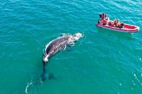 Comenzó la temporada alta de avistaje de ballenas en Las Grutas