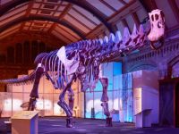 Un museo de Londres exhibe la réplica de un dinosaurio descubierto en Chubut