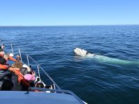 El 15 de junio comienza la Temporada de Ballenas en Chubut